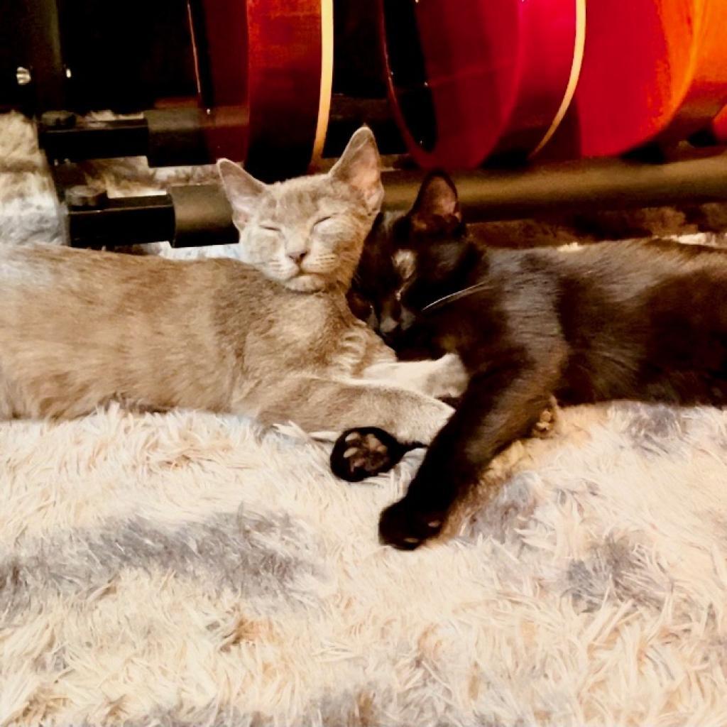 Pickle — thumbnail 2