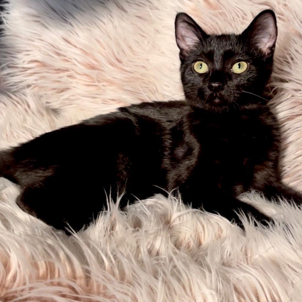 Pickle — thumbnail 3