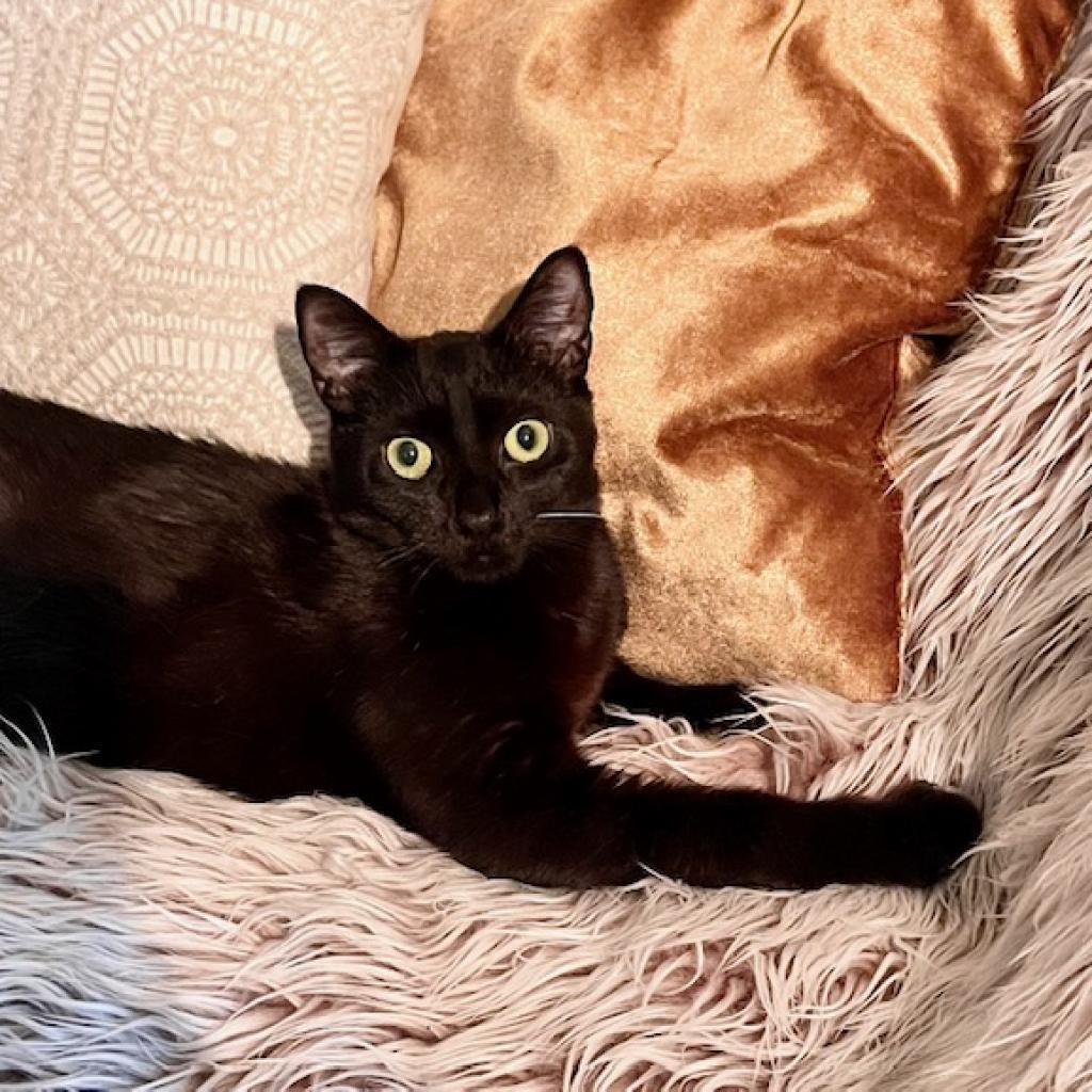 Pickle — thumbnail 5