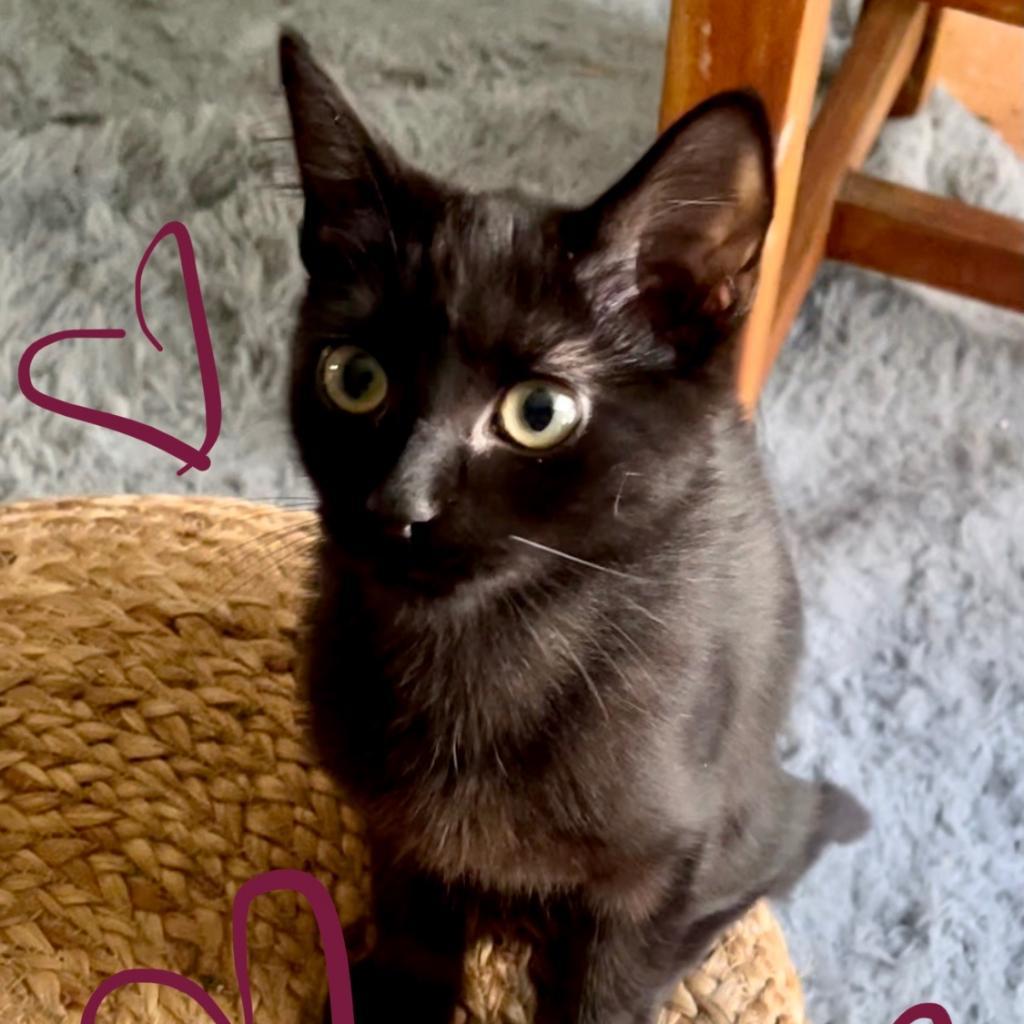 Pickle — thumbnail 6