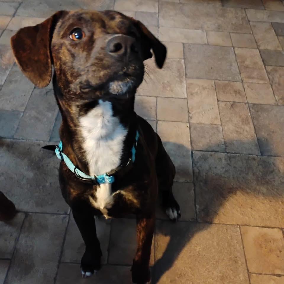 Ghirardelli, Adoptable, Young Female Terrier.