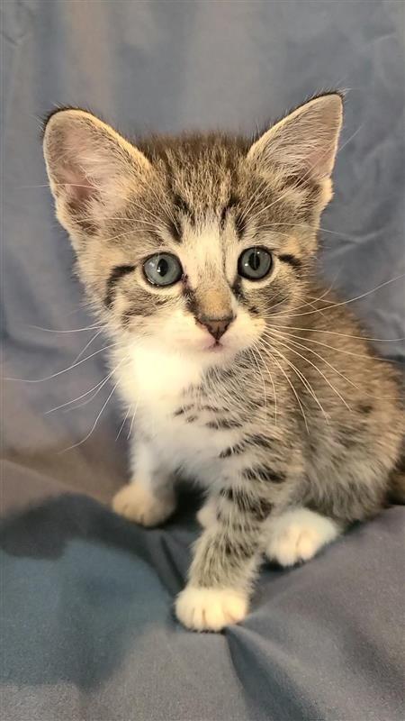 Pablo, Adoptable, Kitten Male Domestic Short Hair.