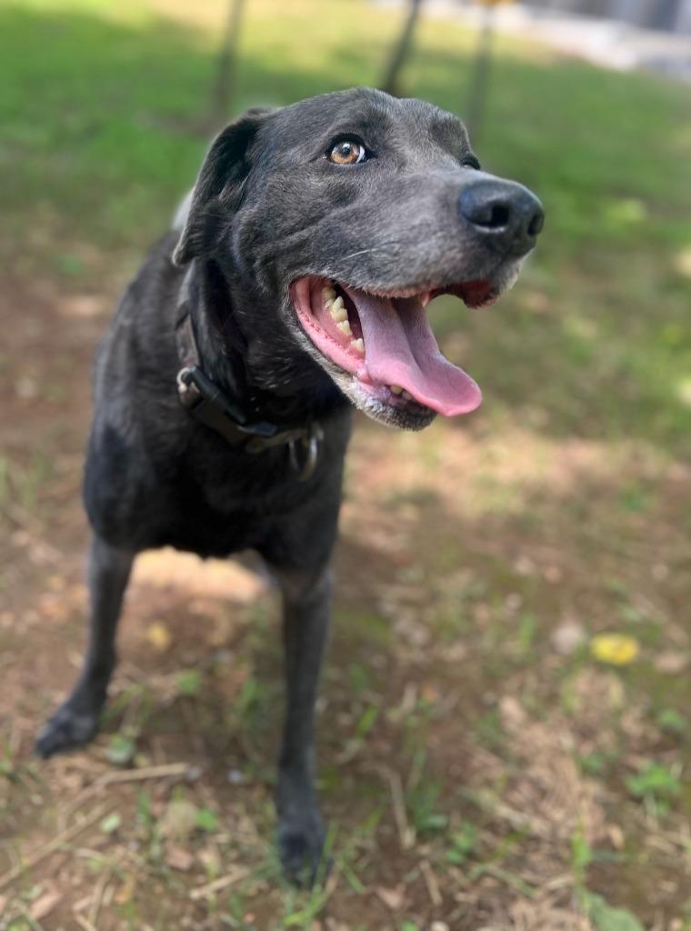 SUERTE, Adoptable, Adult Male Weimaraner & Labrador Retriever.