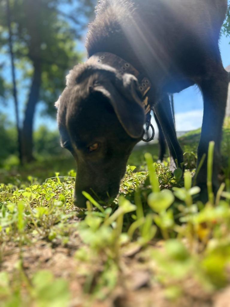 Enlarge SUERTE, a Adoptable mixed breed in Athens, AL image 2/6
