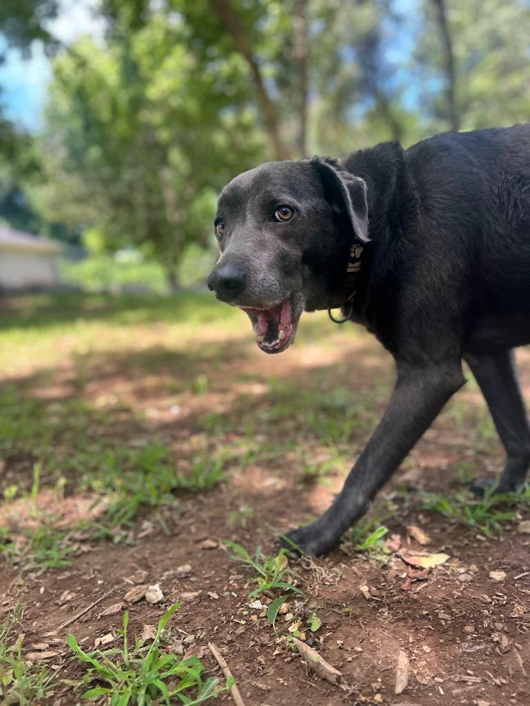 Enlarge SUERTE, a Adoptable mixed breed in Athens, AL image 3/6