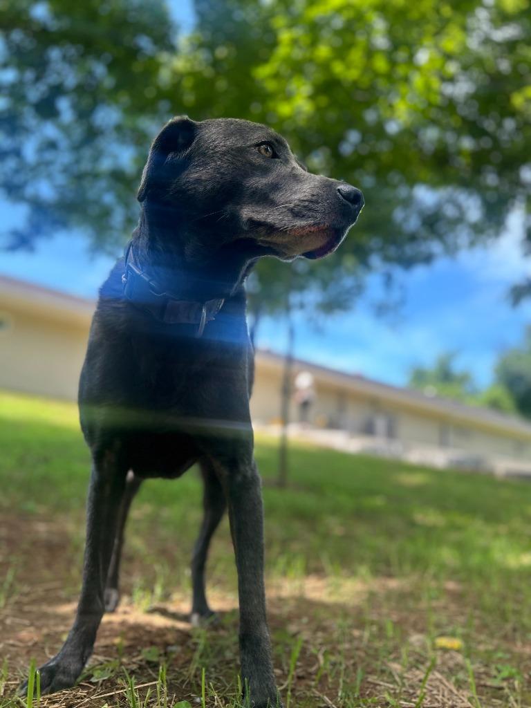 Enlarge SUERTE, a Adoptable mixed breed in Athens, AL image 4/6