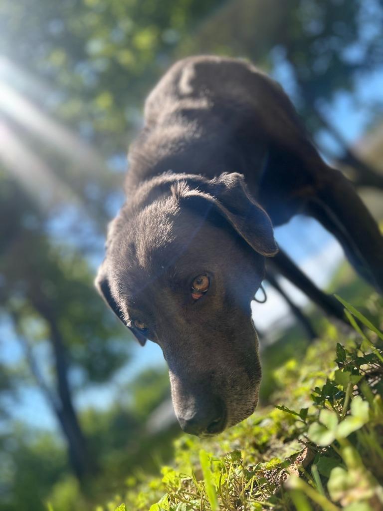 Enlarge SUERTE, a Adoptable mixed breed in Athens, AL image 5/6