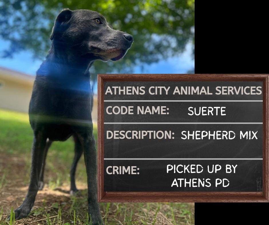 Enlarge SUERTE, a Adoptable mixed breed in Athens, AL image 6/6