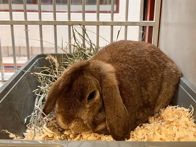 SQUIGGG, Adoptable, Young Male Bunny Rabbit & Holland Lop.