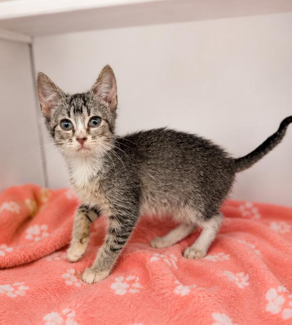 Blossum, a Adoptable Domestic Short Hair in Lafayette, LA image 1/2
