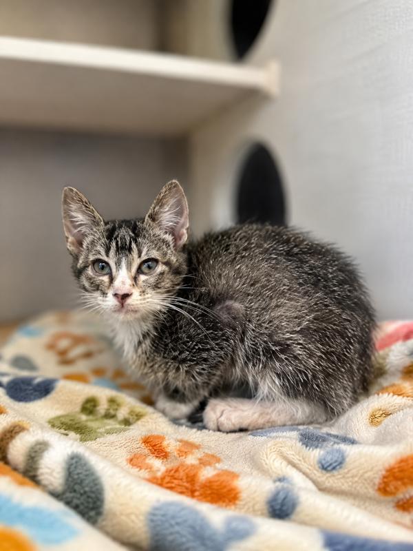 Blossum, a Adoptable Domestic Short Hair in Lafayette, LA image 2/2