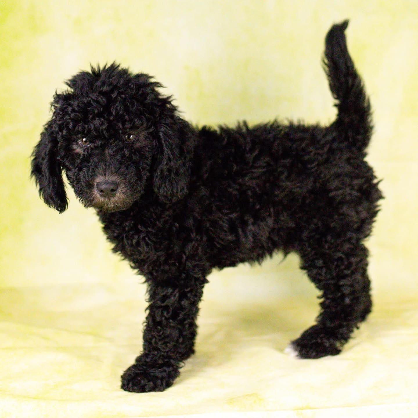 Enlarge Archie, a Adoptable mixed breed in Smyrna, GA image 3/5