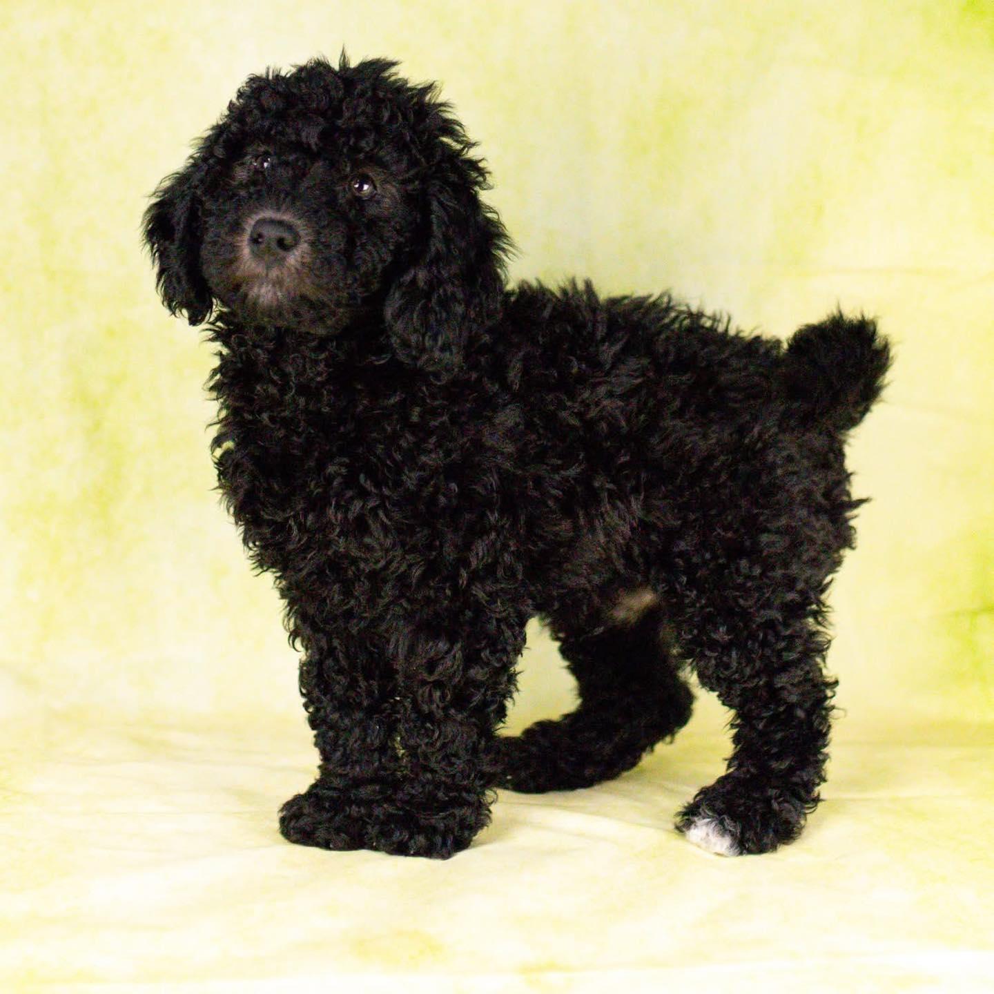 Enlarge Archie, a Adoptable mixed breed in Smyrna, GA image 4/5