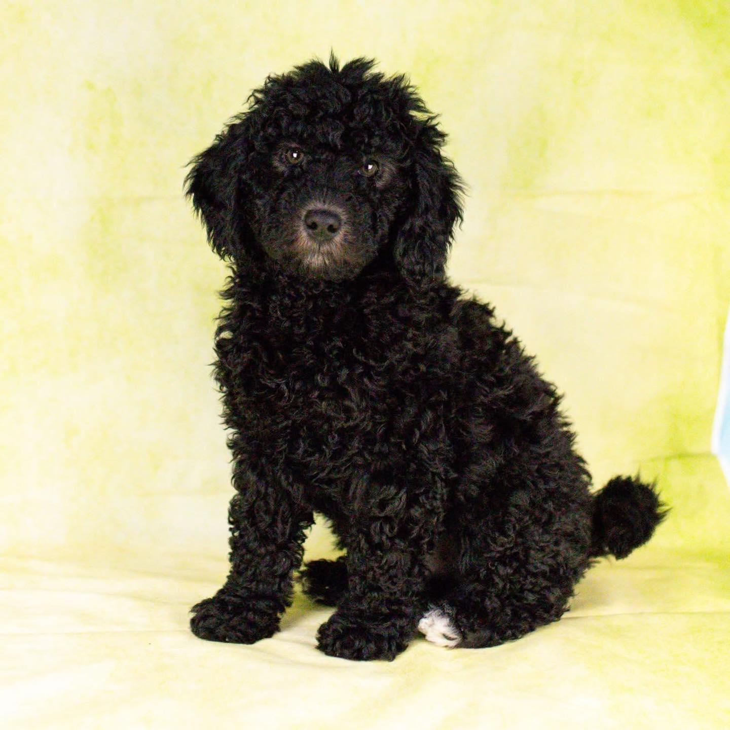 Archie, Adoptable, Puppy Male Poodle.