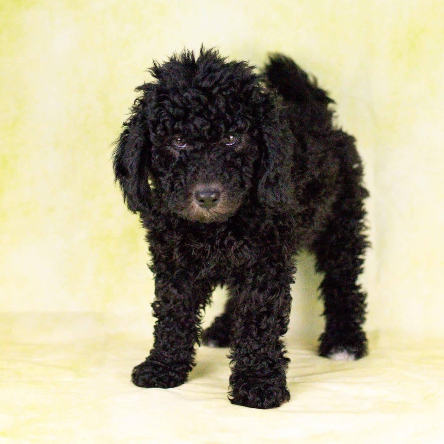 Enlarge Archie, a Adoptable mixed breed in Smyrna, GA image 5/5