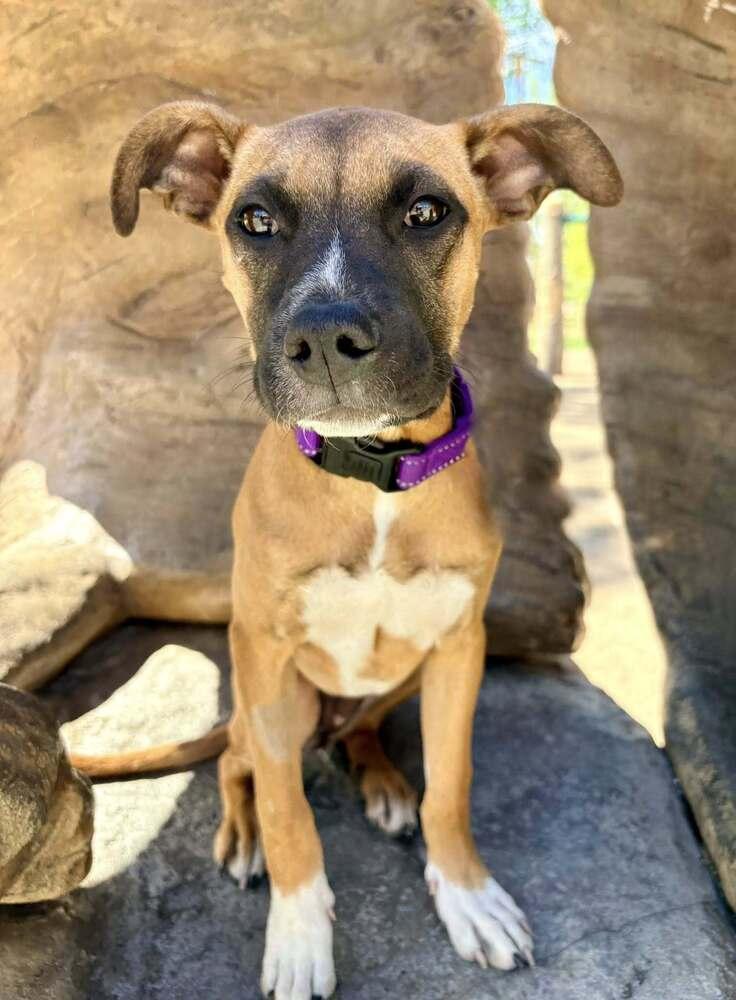 Enlarge Coretta, a Adoptable mixed breed in Denver, CO image 1/6