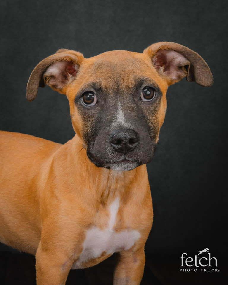 Enlarge Coretta, a Adoptable mixed breed in Denver, CO image 2/6