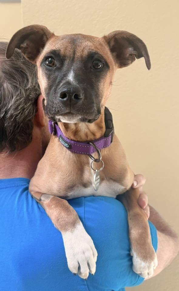 Enlarge Coretta, a Adoptable mixed breed in Denver, CO image 3/6