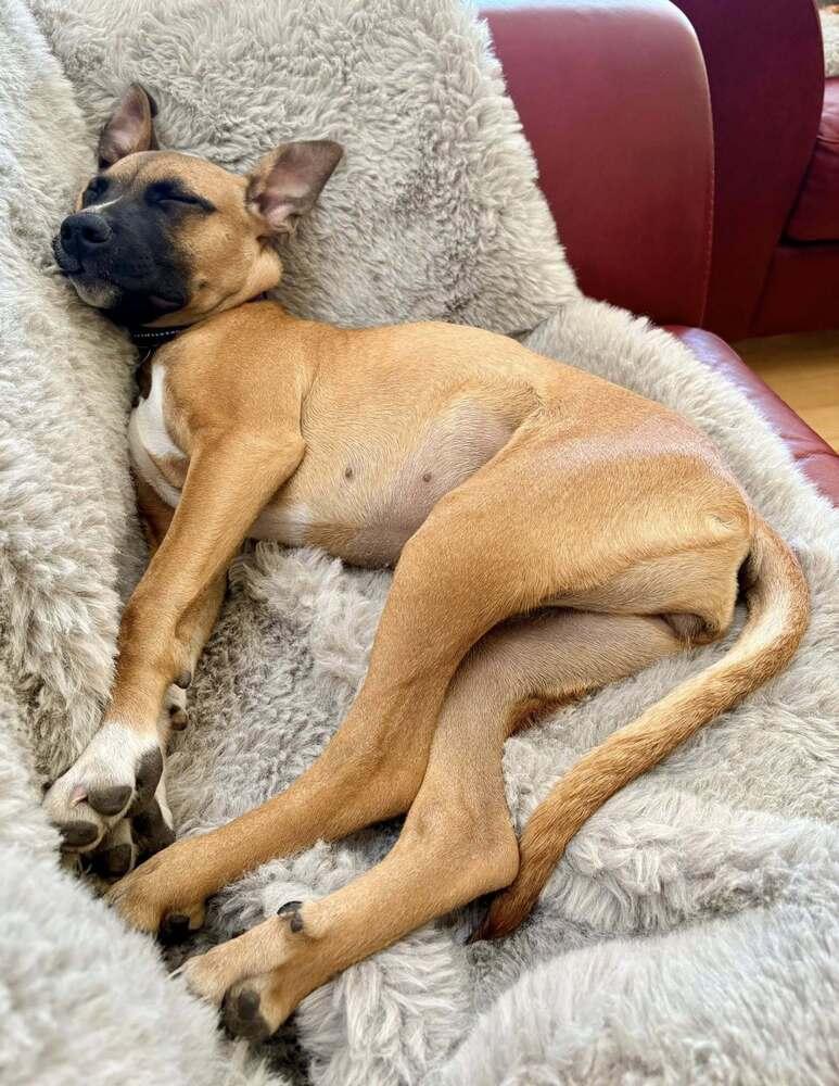 Enlarge Coretta, a Adoptable mixed breed in Denver, CO image 4/6
