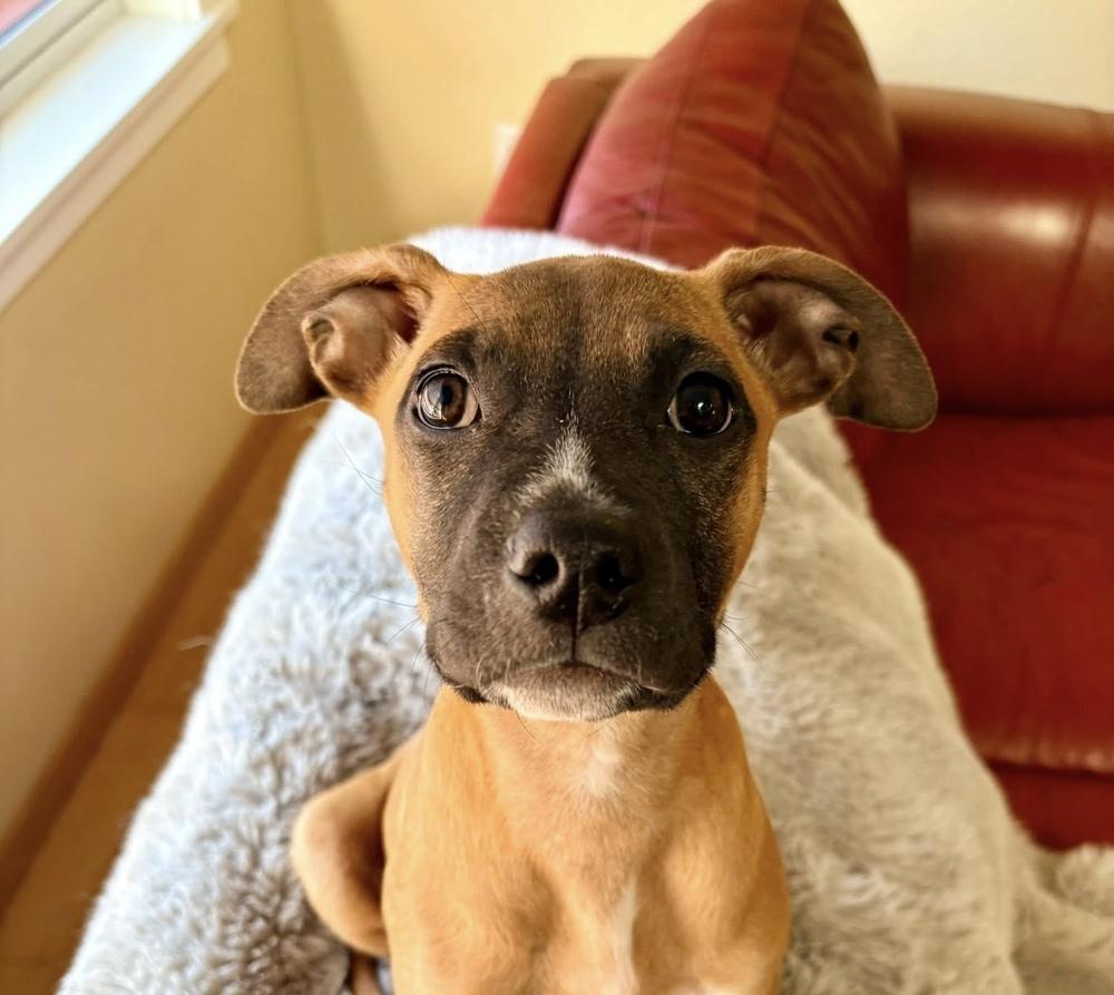 Coretta, Adoptable, Puppy Female Pit Bull Terrier & Boston Terrier.