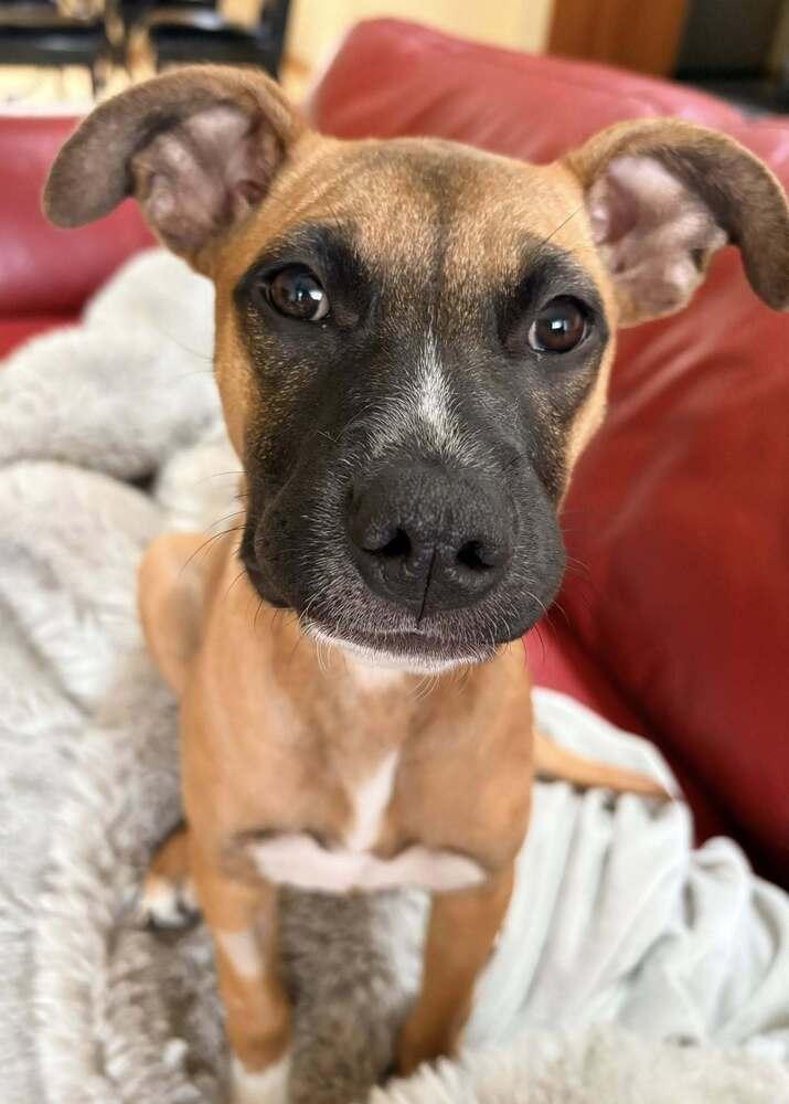 Enlarge Coretta, a Adoptable mixed breed in Denver, CO image 5/6