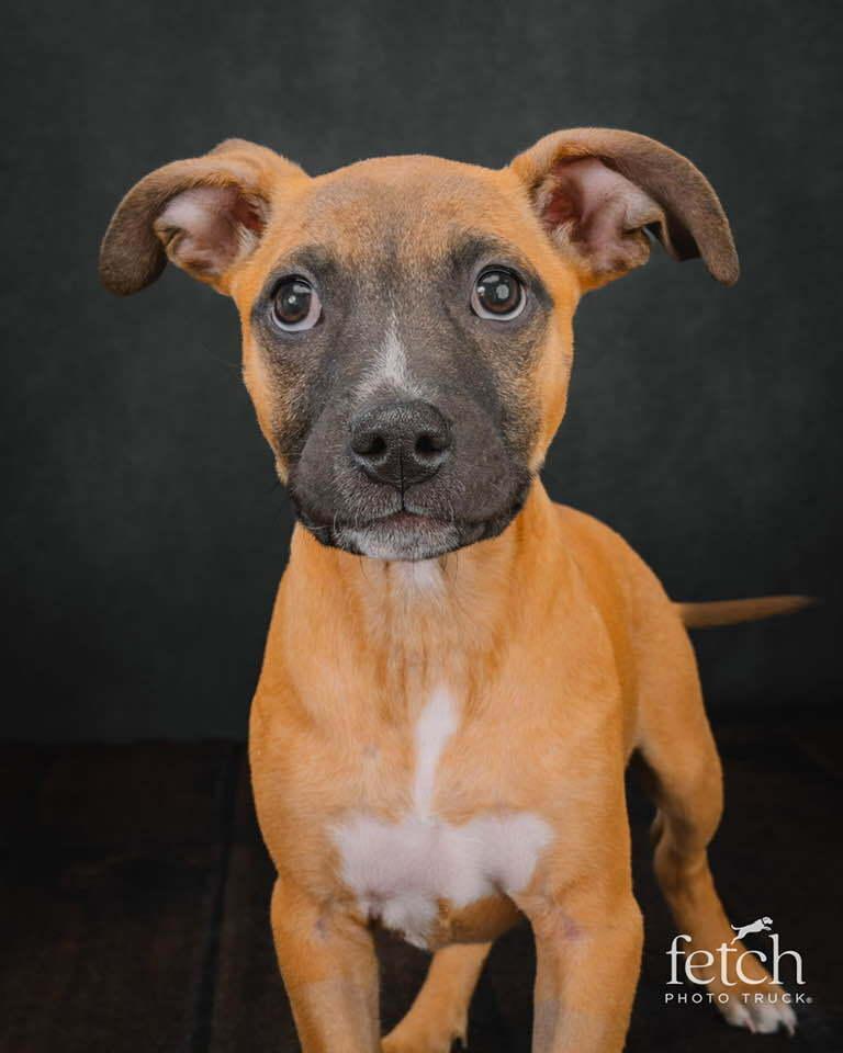 Enlarge Coretta, a Adoptable mixed breed in Denver, CO image 2/6