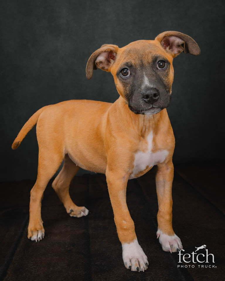 Enlarge Coretta, a Adoptable mixed breed in Denver, CO image 3/6