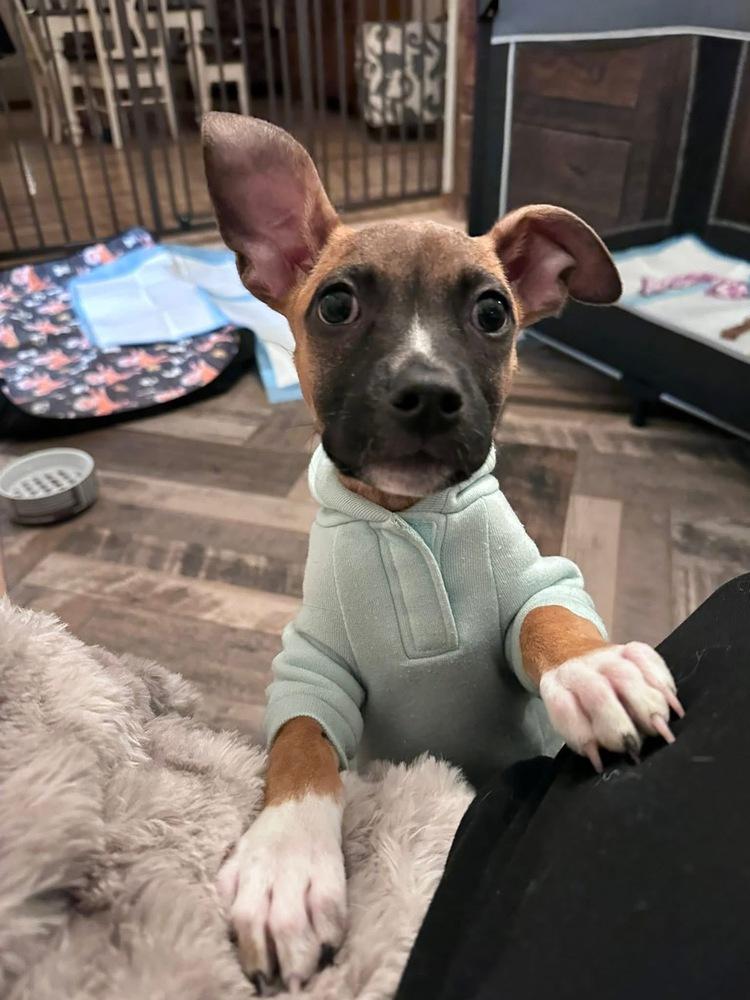 Enlarge Coretta, a Adoptable mixed breed in Denver, CO image 4/6