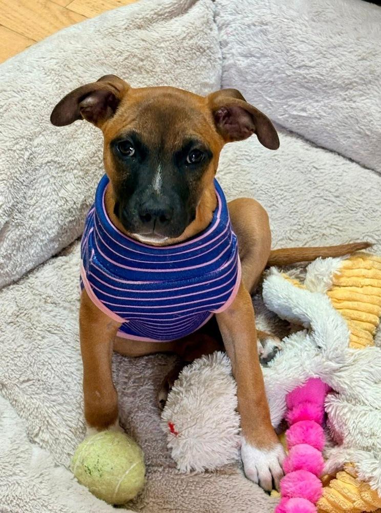 Enlarge Coretta, a Adoptable mixed breed in Denver, CO image 5/6