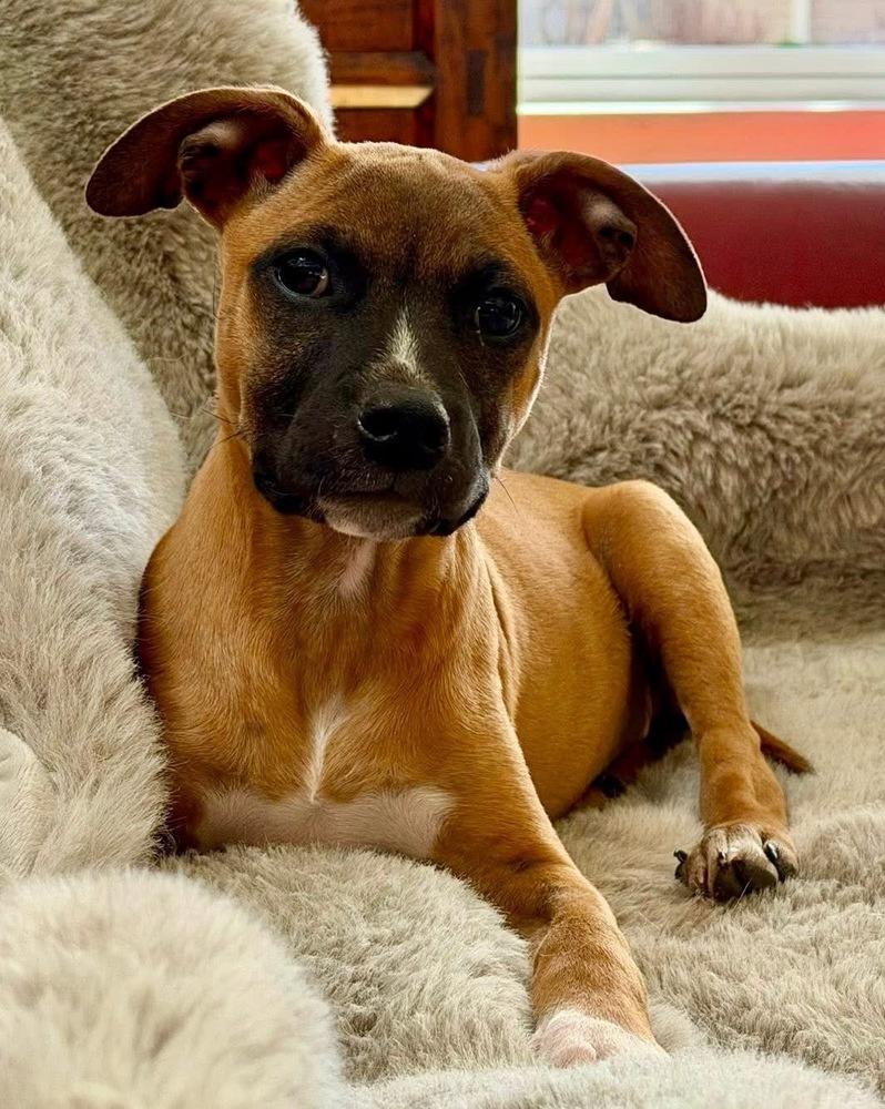 Enlarge Coretta, a Adoptable mixed breed in Denver, CO image 6/6