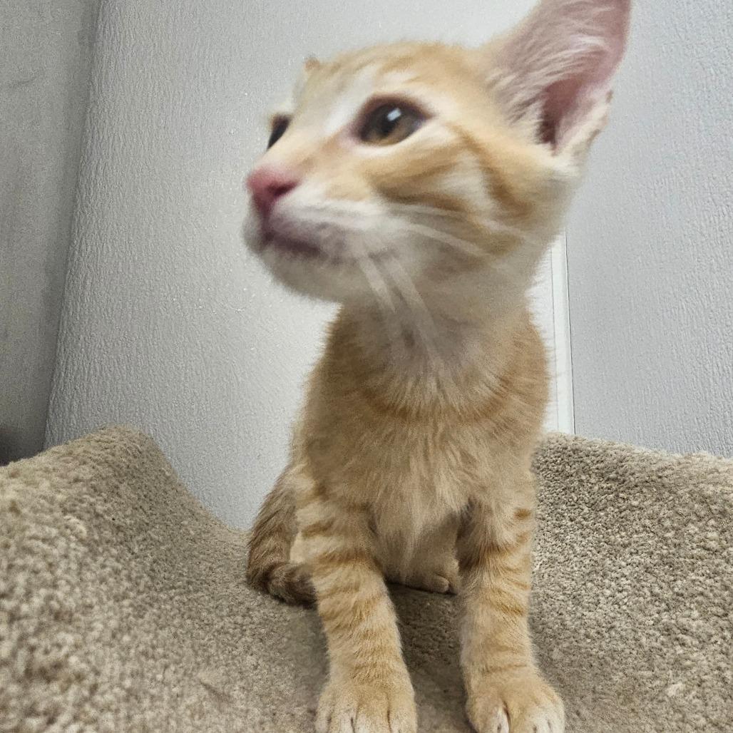 Fabio, Adoptable, Kitten Male Domestic Short Hair.