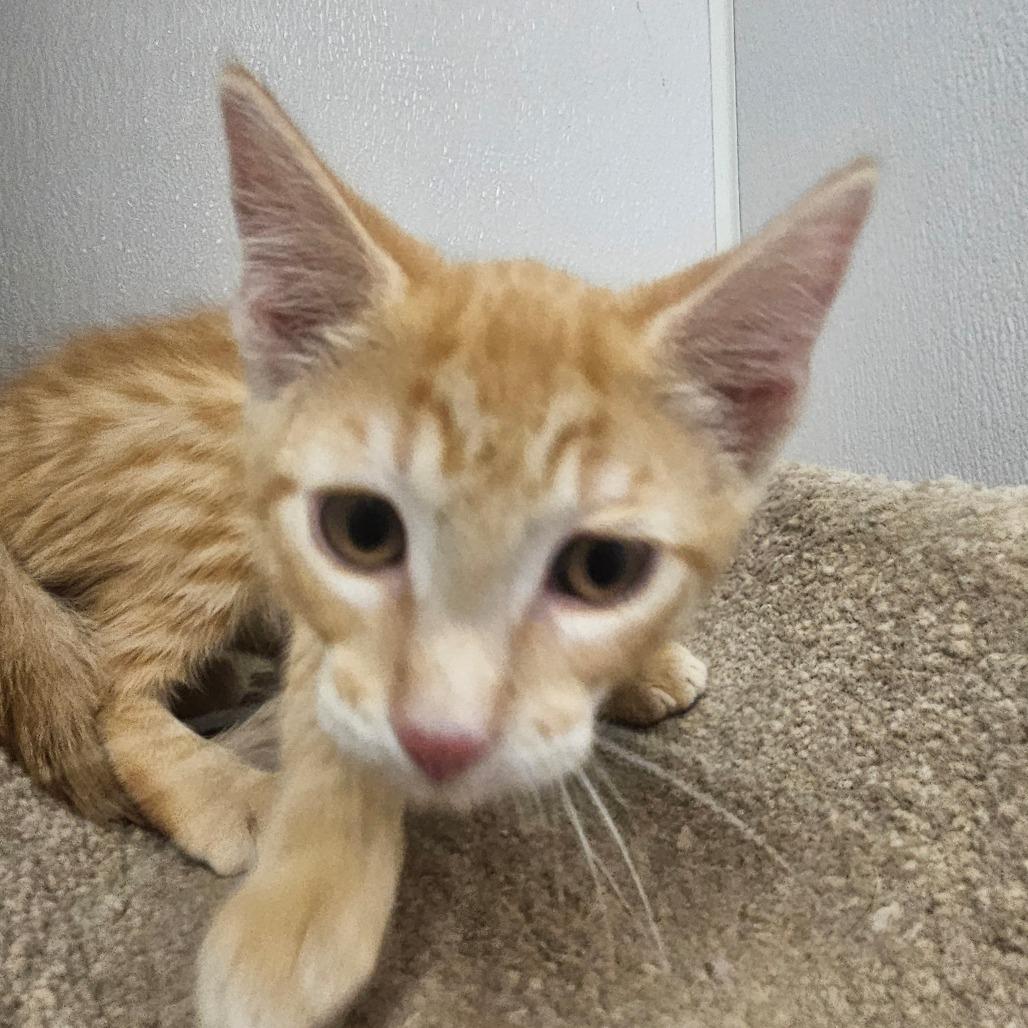 Enlarge Fabio, a Adoptable Domestic Short Hair in Grantsville, UT image 2/4