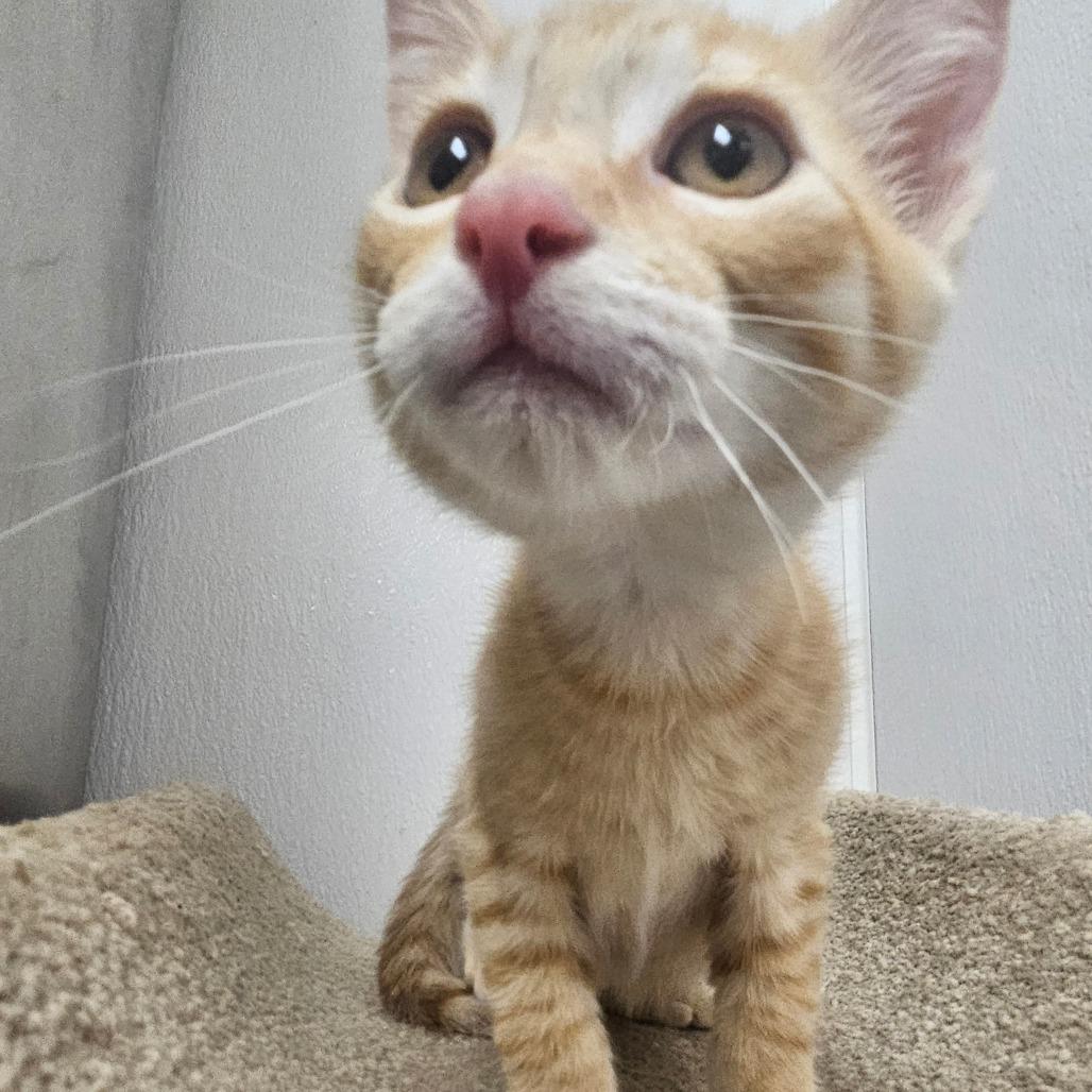 Enlarge Fabio, a Adoptable Domestic Short Hair in Grantsville, UT image 3/4