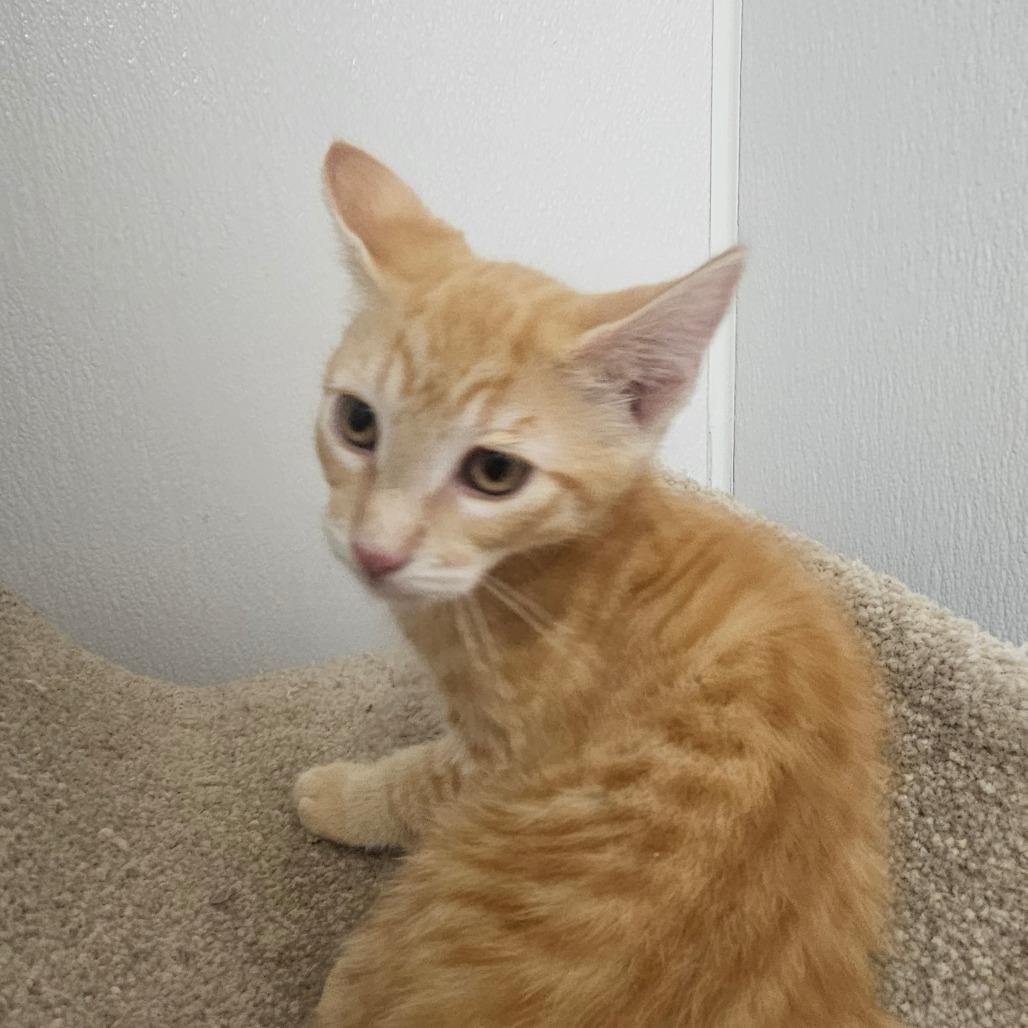 Enlarge Fabio, a Adoptable Domestic Short Hair in Grantsville, UT image 4/4