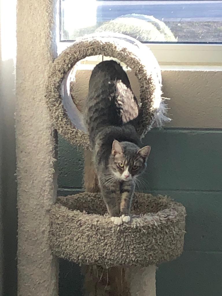 Martini, Adoptable, Adult Female Domestic Short Hair.