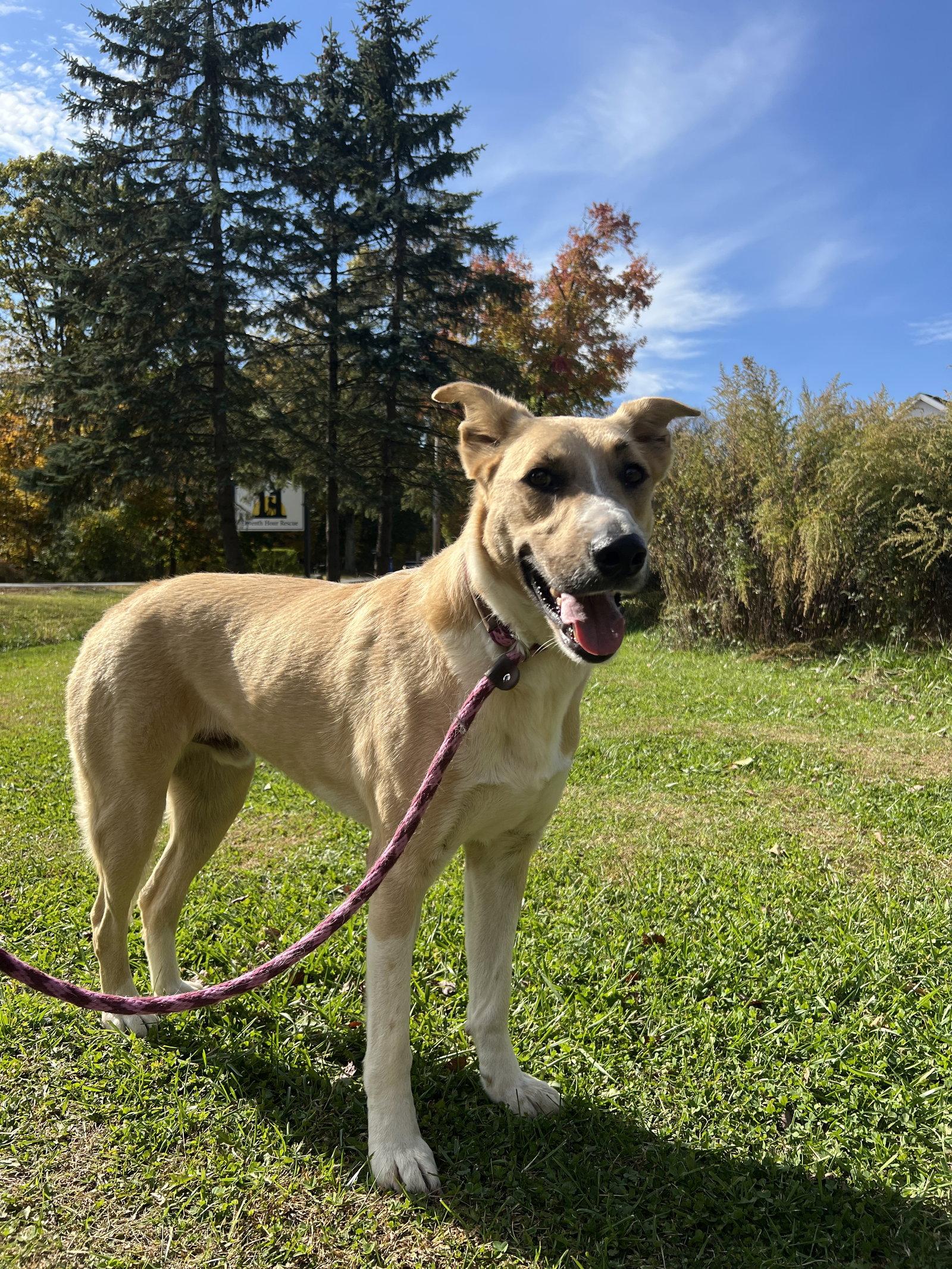 Enlarge Loki Dixon, a Adopted Anatolian Shepherd in Rockaway, NJ image 1/3