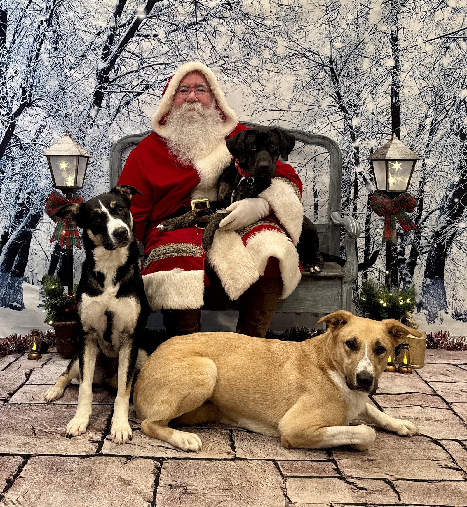 Enlarge Loki Dixon, a Adopted Anatolian Shepherd in Rockaway, NJ image 2/3