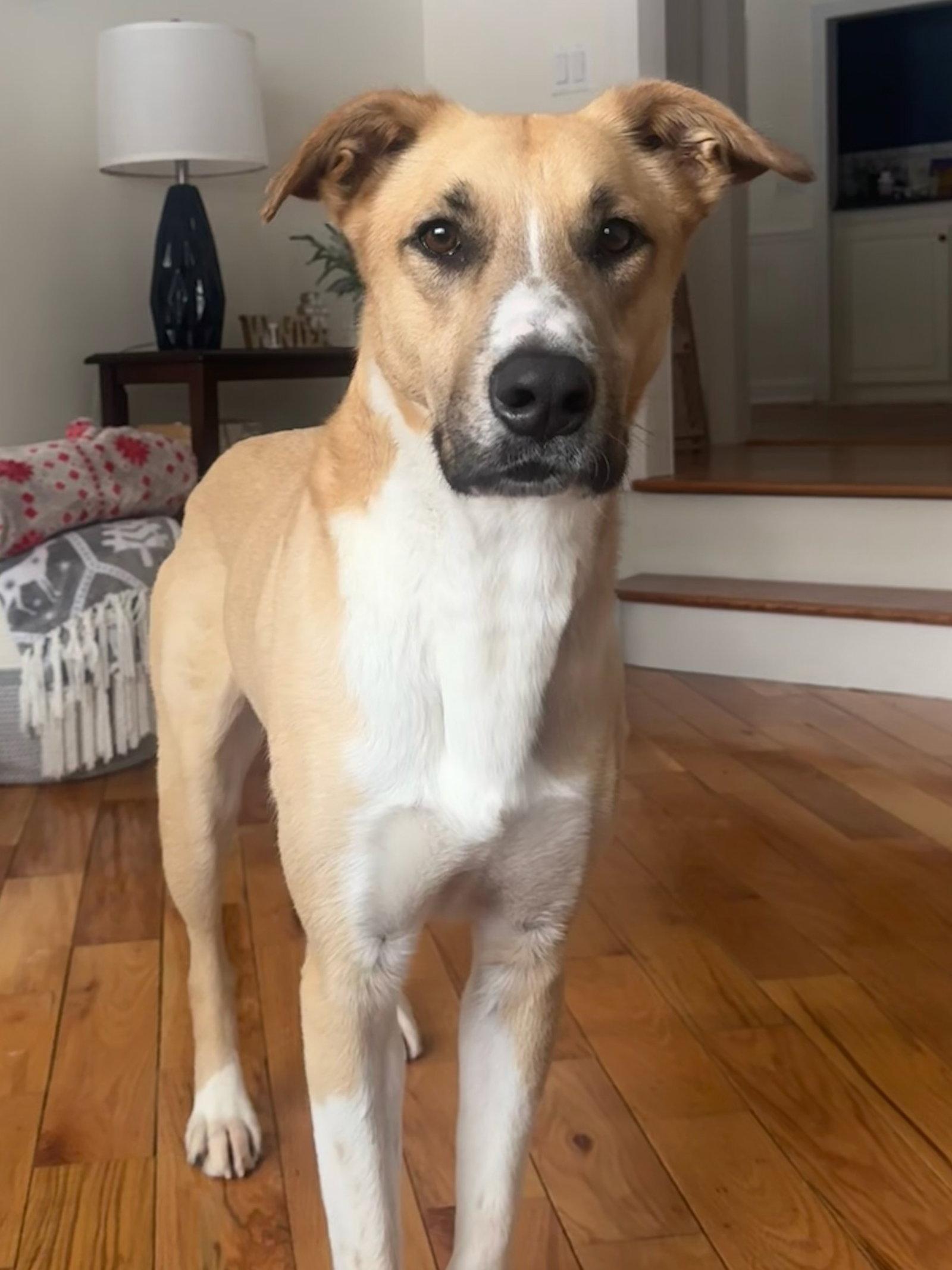 Enlarge Loki Dixon, a Adopted Anatolian Shepherd in Rockaway, NJ image 3/3