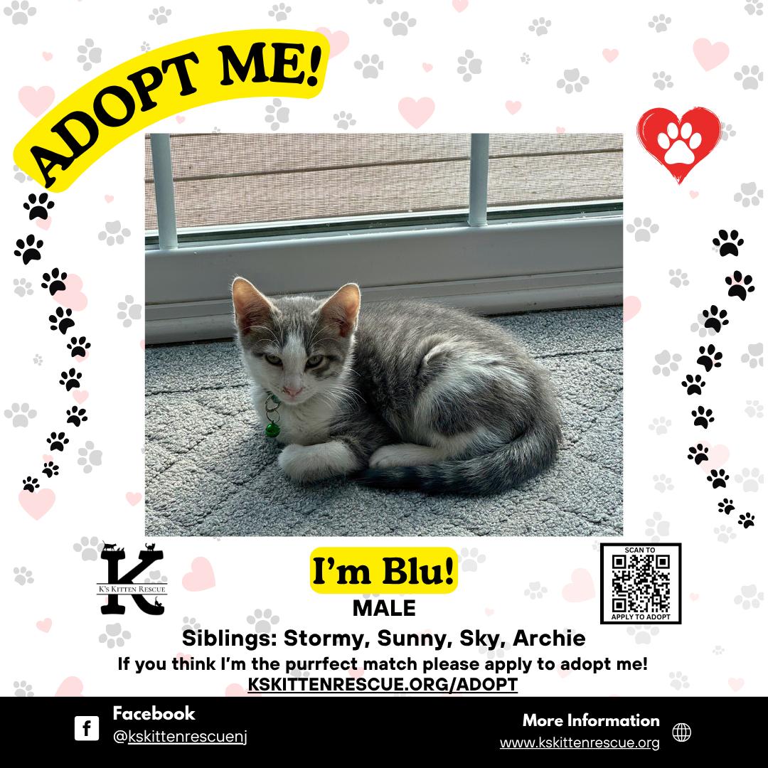 Blu, ADOPTABLE, Kitten Male Domestic Short Hair.