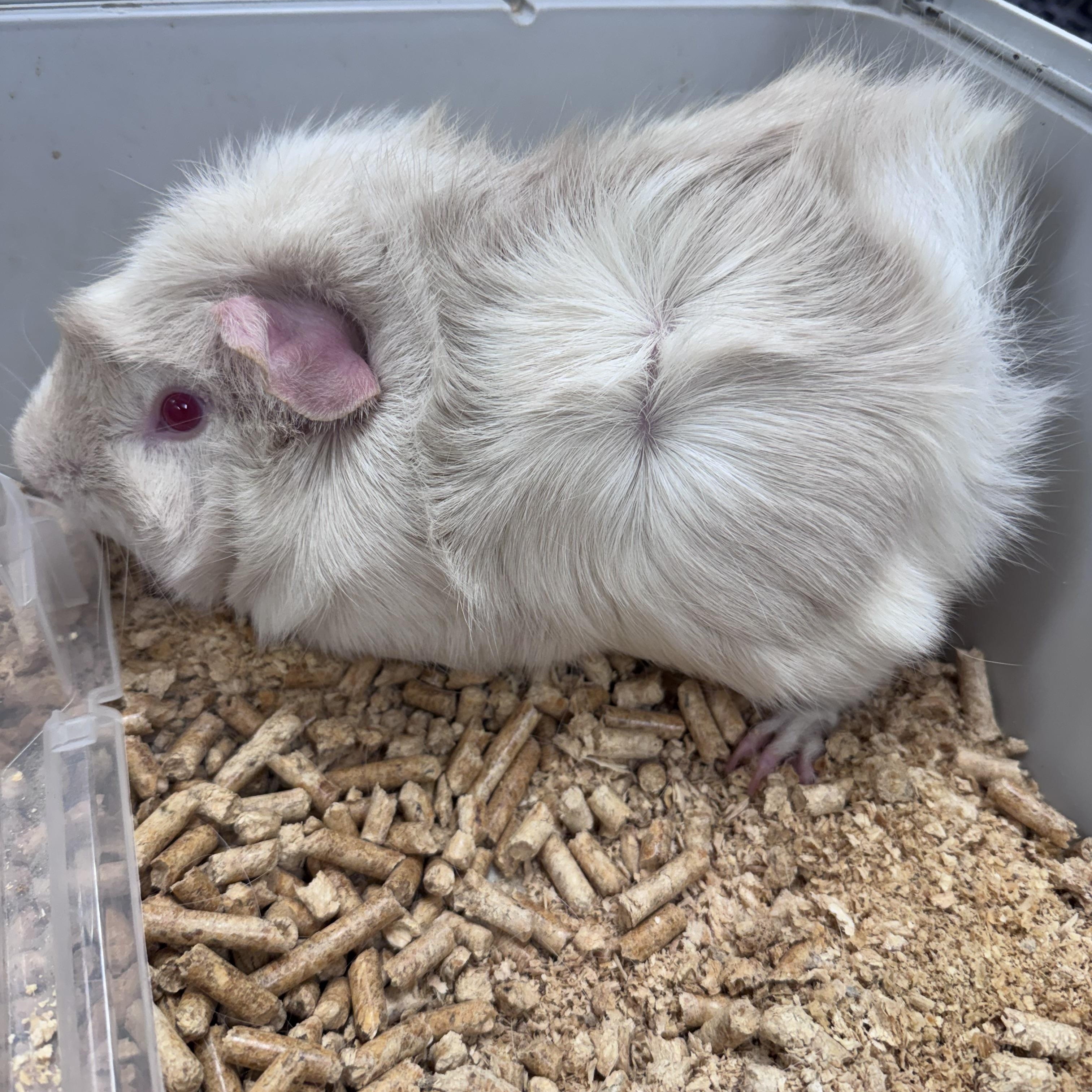 Ratatouille, ADOPTABLE, Young Male Guinea Pig.