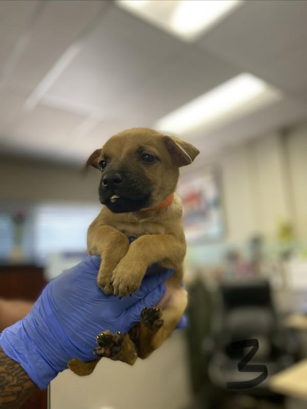 Alvida, Adoptable, Puppy Female Shepherd.