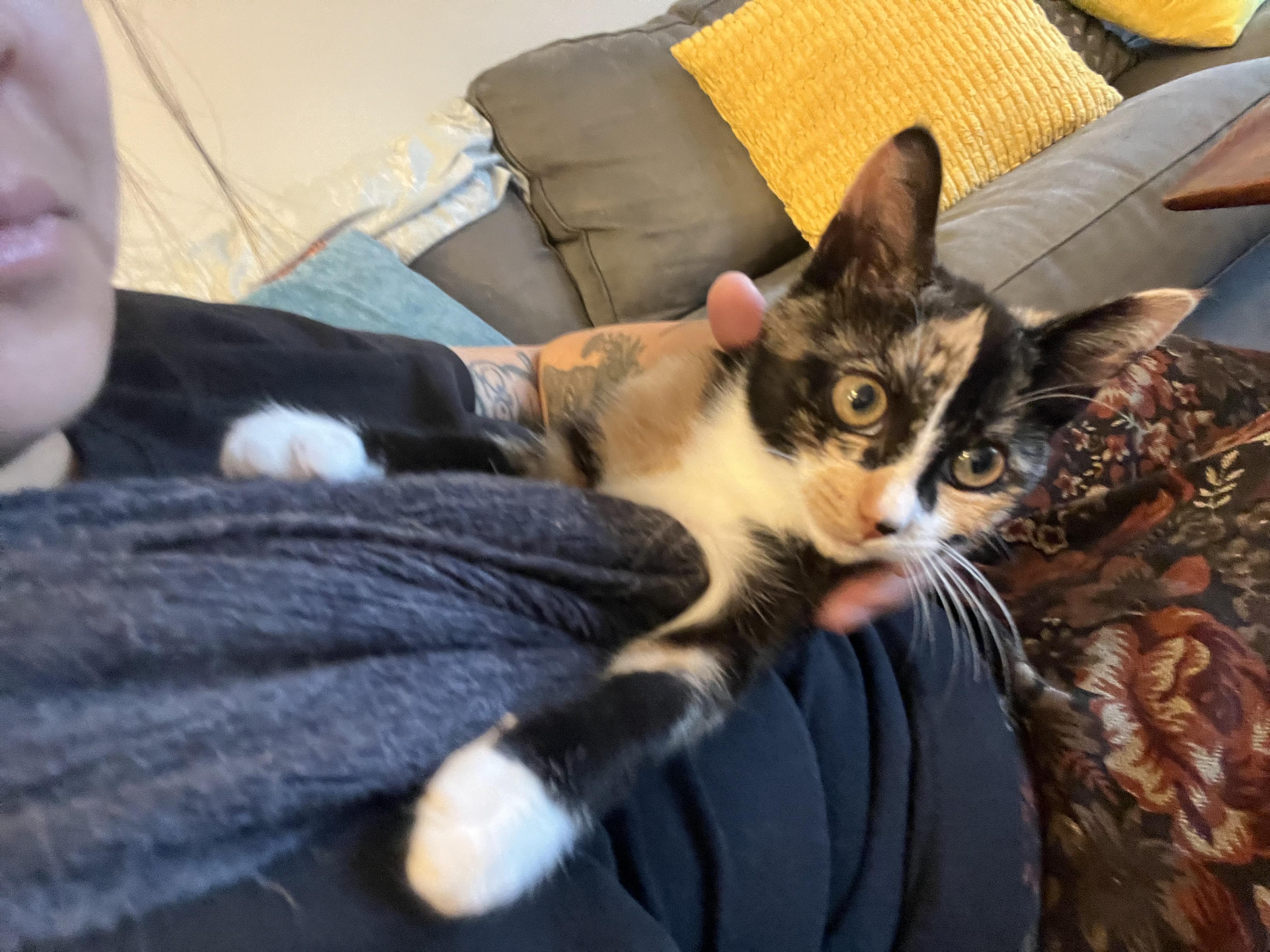 Enlarge Mikan, a Adopted American Shorthair in Brooklyn, NY image 3/6