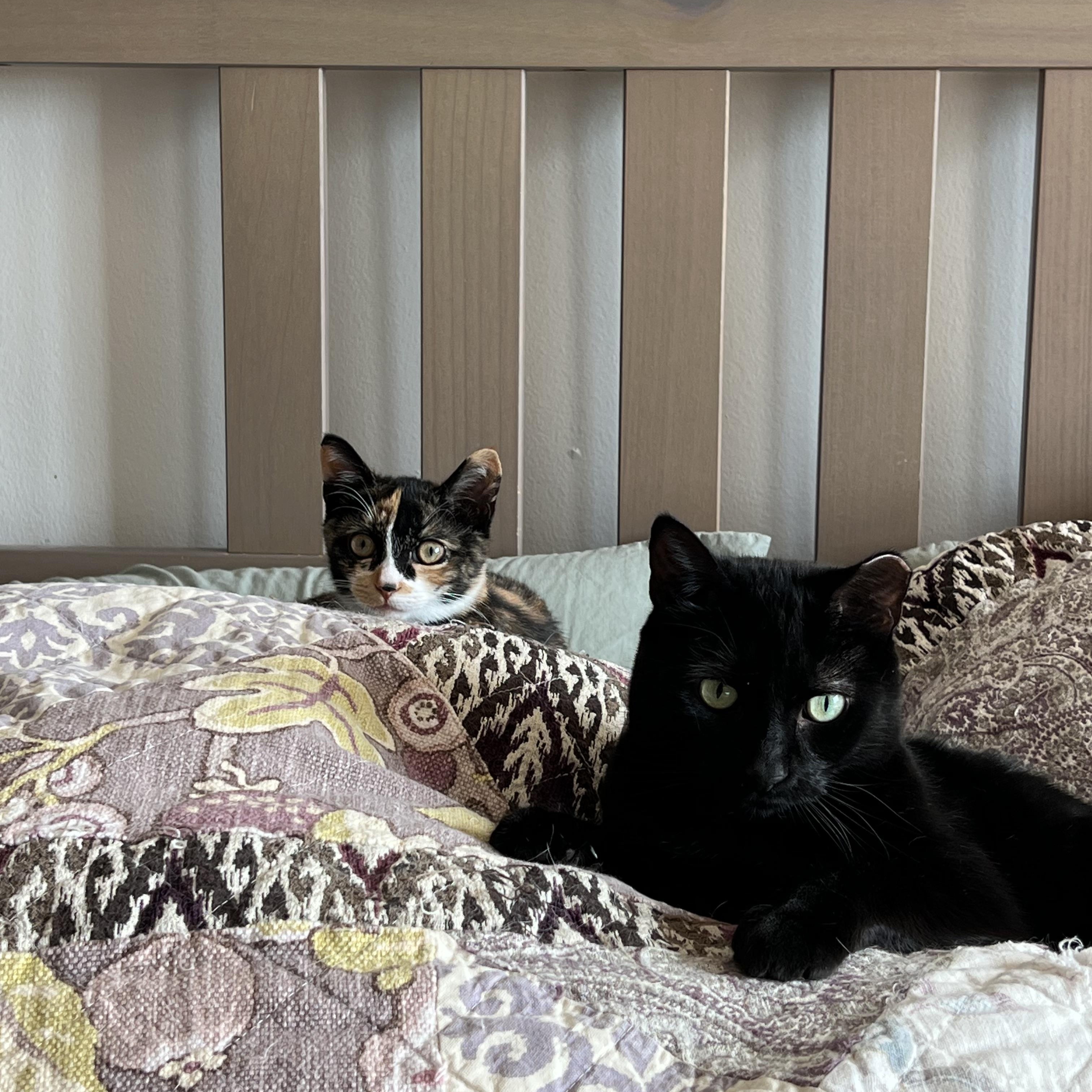 Enlarge Mikan, a Adopted American Shorthair in Brooklyn, NY image 5/6