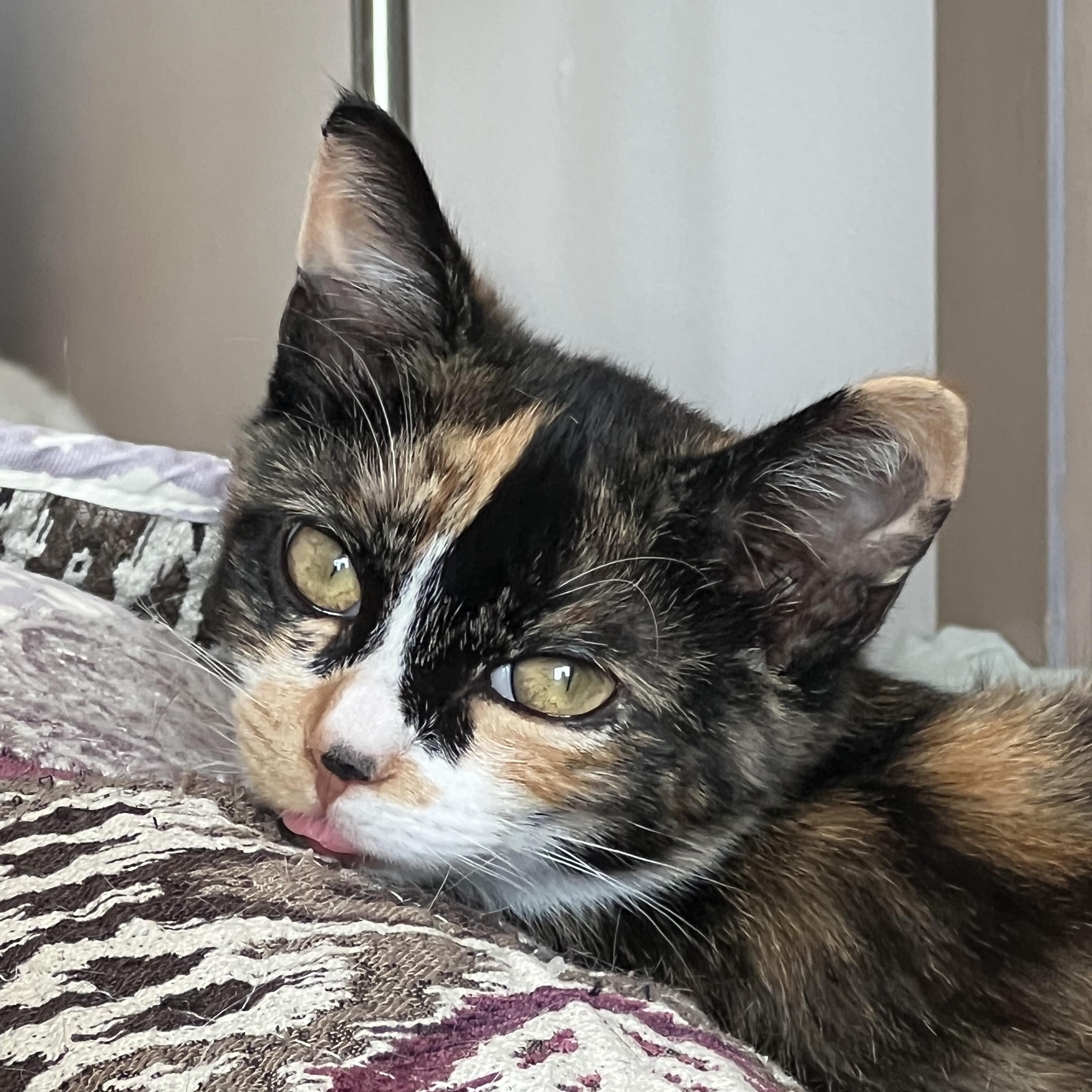 Mikan, Adopted, Young Female American Shorthair.