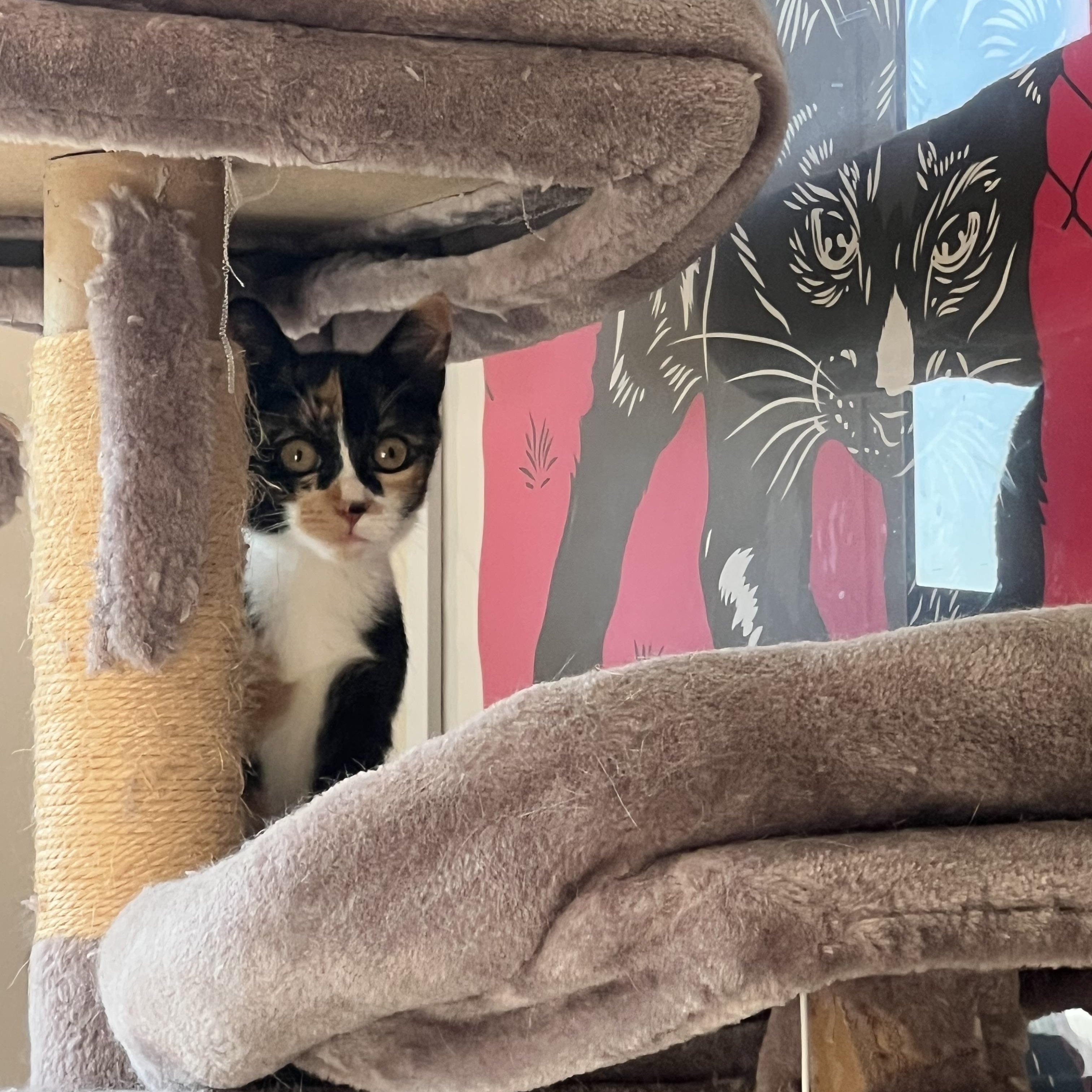 Enlarge Mikan, a Adopted American Shorthair in Brooklyn, NY image 2/6