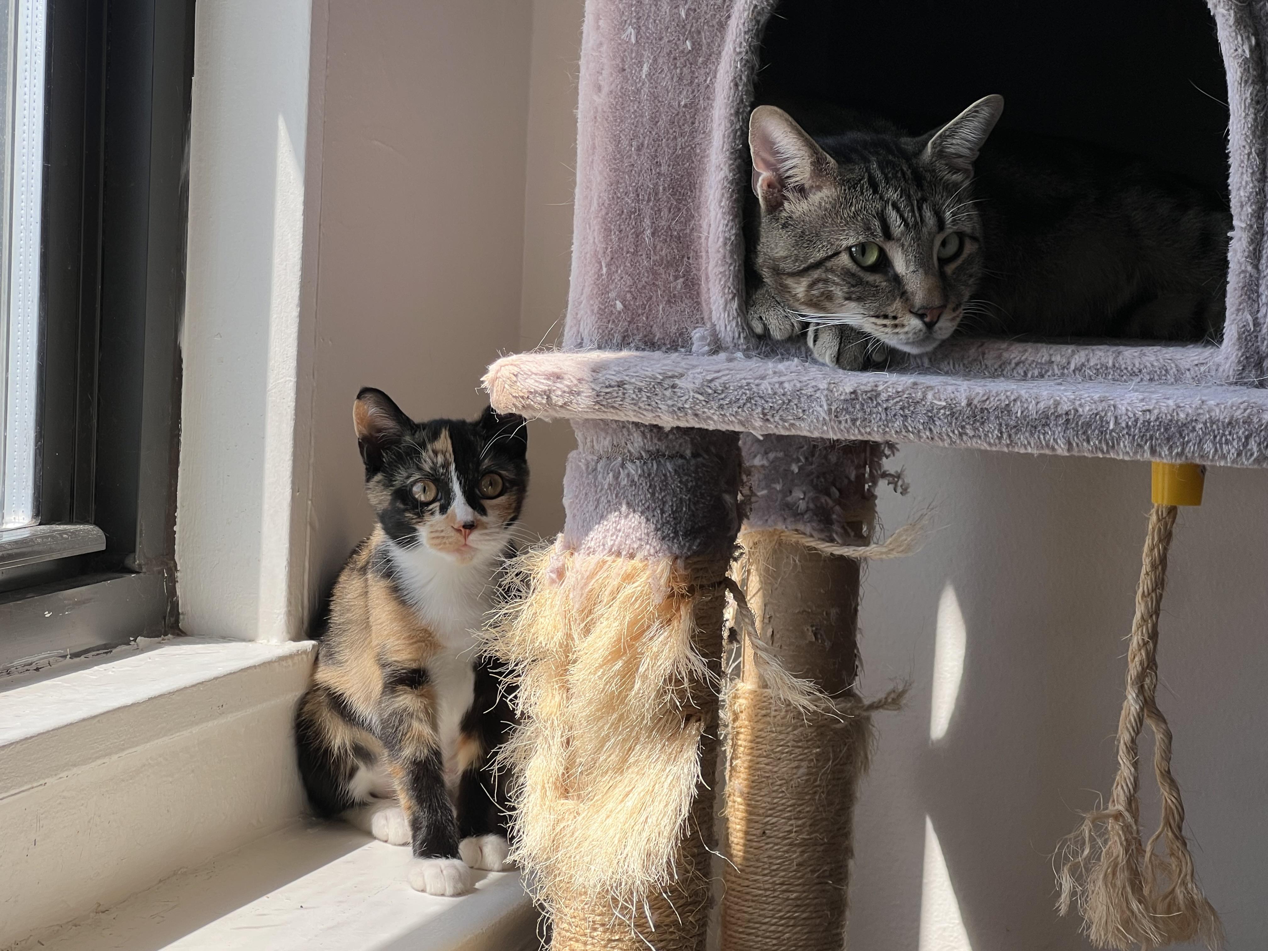 Enlarge Mikan, a Adopted American Shorthair in Brooklyn, NY image 4/6