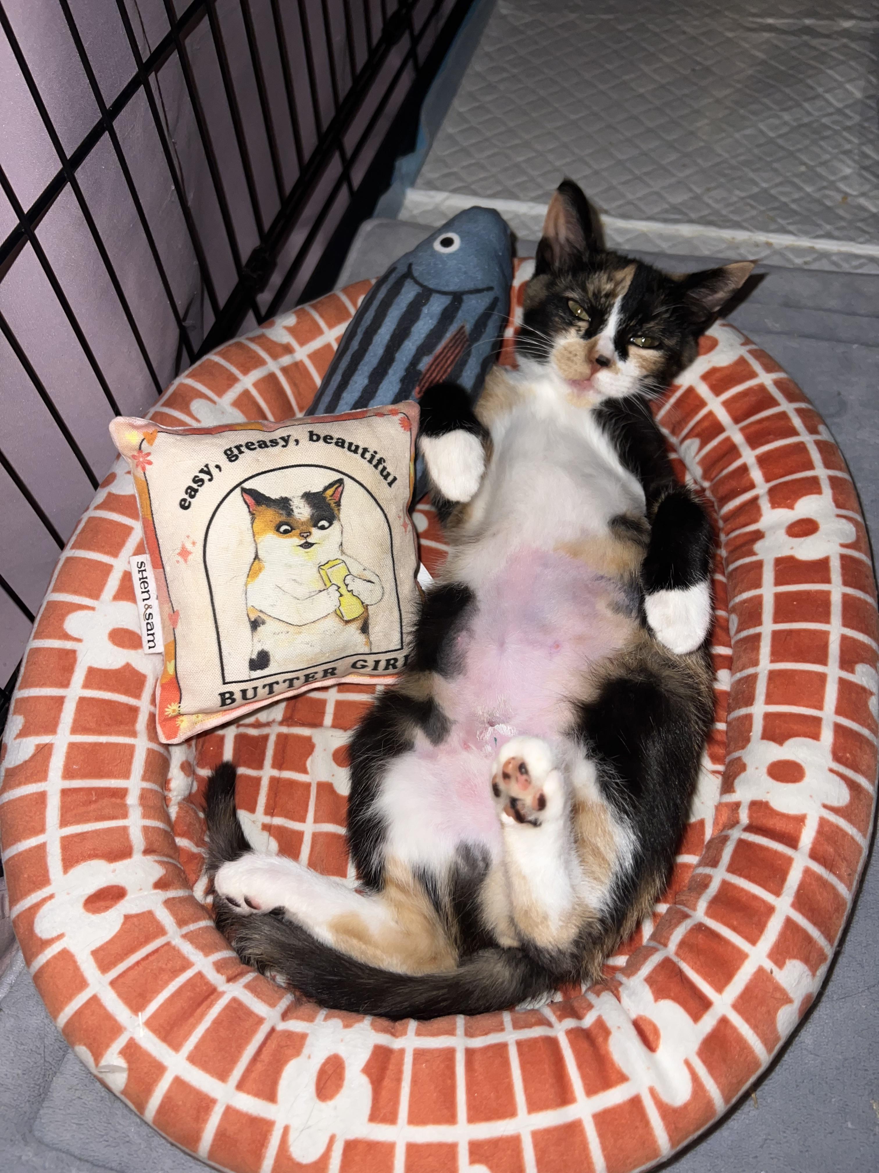 Enlarge Mikan, a Adopted American Shorthair in Brooklyn, NY image 6/6