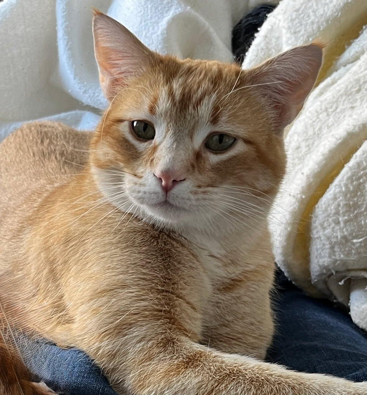 Enlarge Leo, a Adoptable Tabby in Winter Park, CO image 1/1
