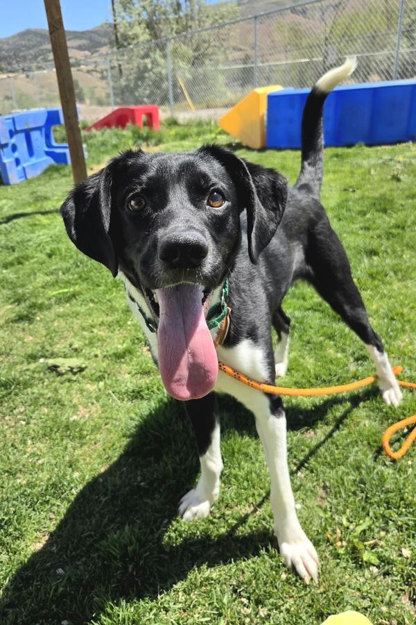 Enlarge Tito 46103, a Adoptable mixed breed in Pocatello, ID image 1/1