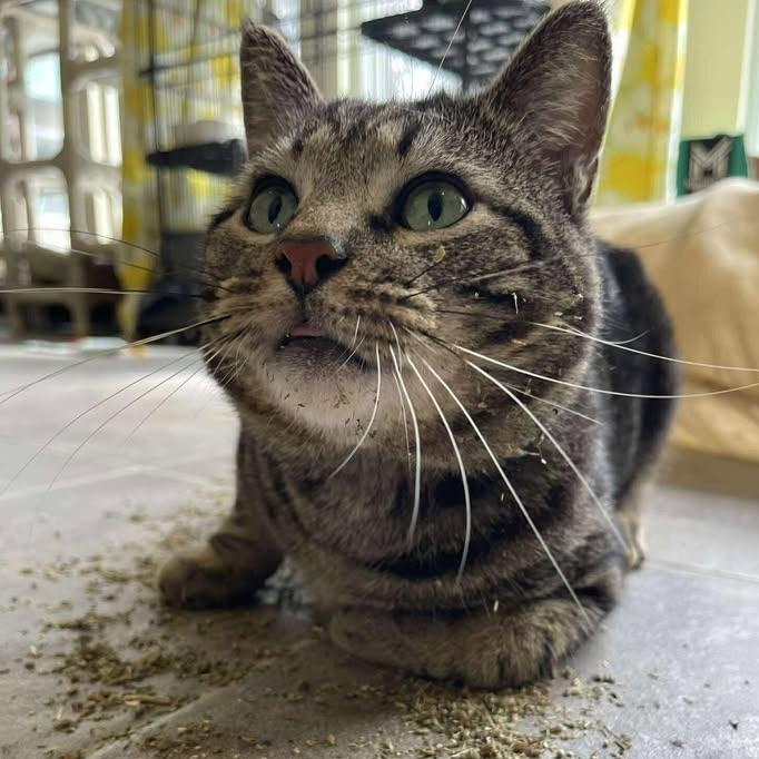 Enlarge Locket, a ADOPTABLE Domestic Short Hair in Winthrop, ME image 1/4